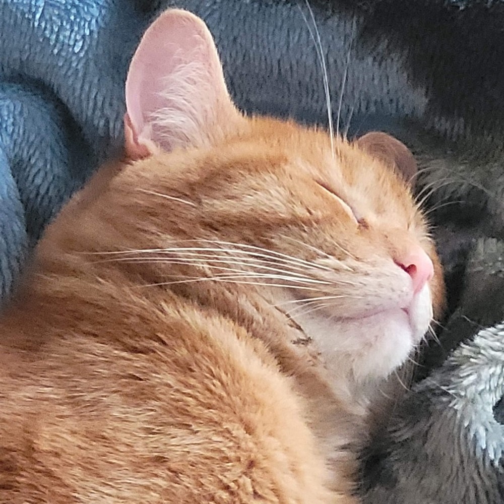 Meet your Posher, Percy